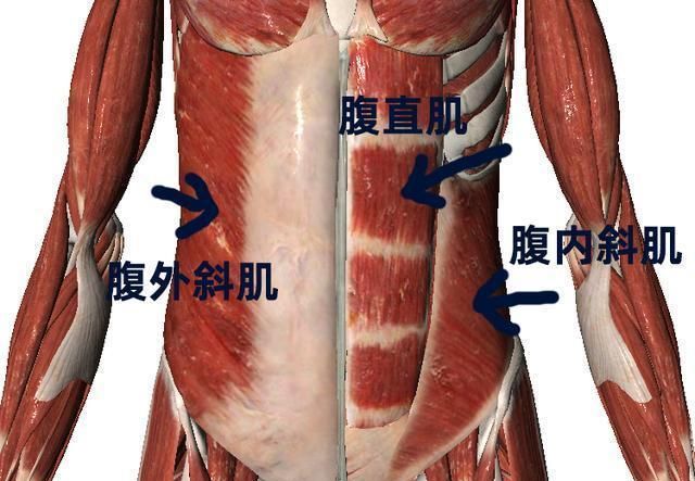 想瘦肚子练腹肌却发现腰越来越粗真相是练腹肌并不能瘦肚子