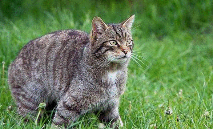 远古野猫不单纯,研究发现,其接近人类另有所图
