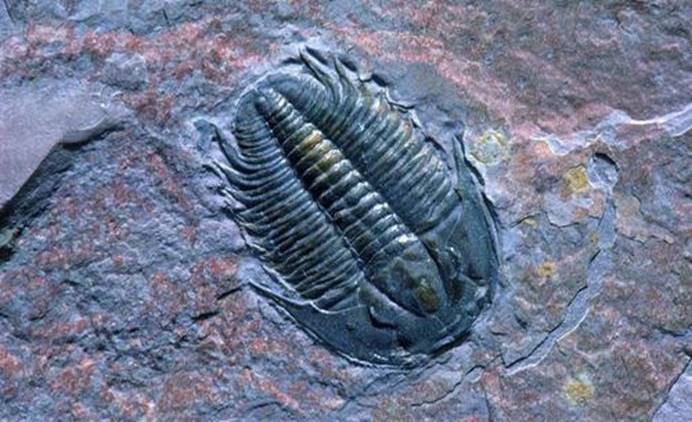 来自德国的科学家通过数字显微技术对古老生物三叶虫的眼睛进行透析