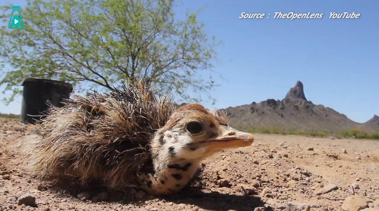 刚出生的鸵鸟宝宝们! 毛绒绒饿身子,站不稳的大长腿!