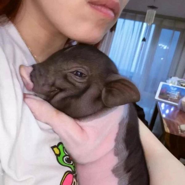 女孩开网店卖宠物猪,看到这位买家的评论,她决定把店关了!休闲区蓝鸢梦想 - Www.slyday.coM 女孩开网店卖宠物猪,看到这位买家的评论,她决定把店关了!休闲区蓝鸢梦想 - Www.slyday.coM