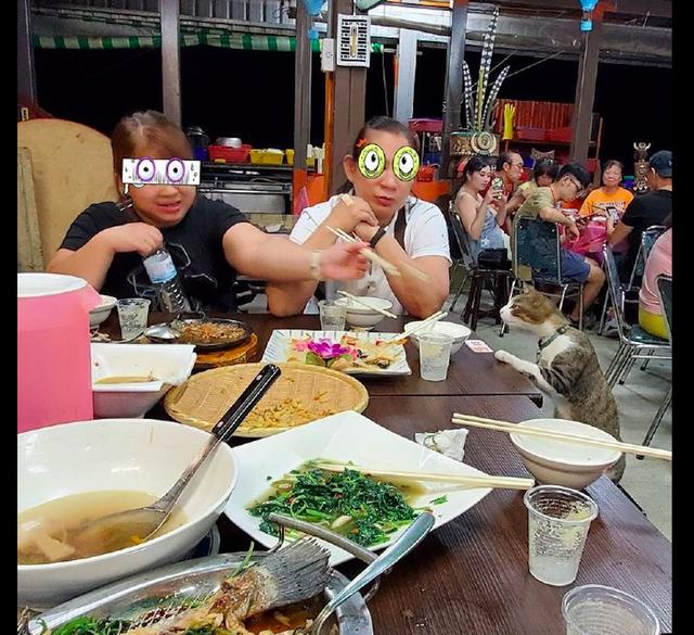 网友和朋友在外面吃饭,一只小猫突然爬到桌边,猫:我来晚了啊