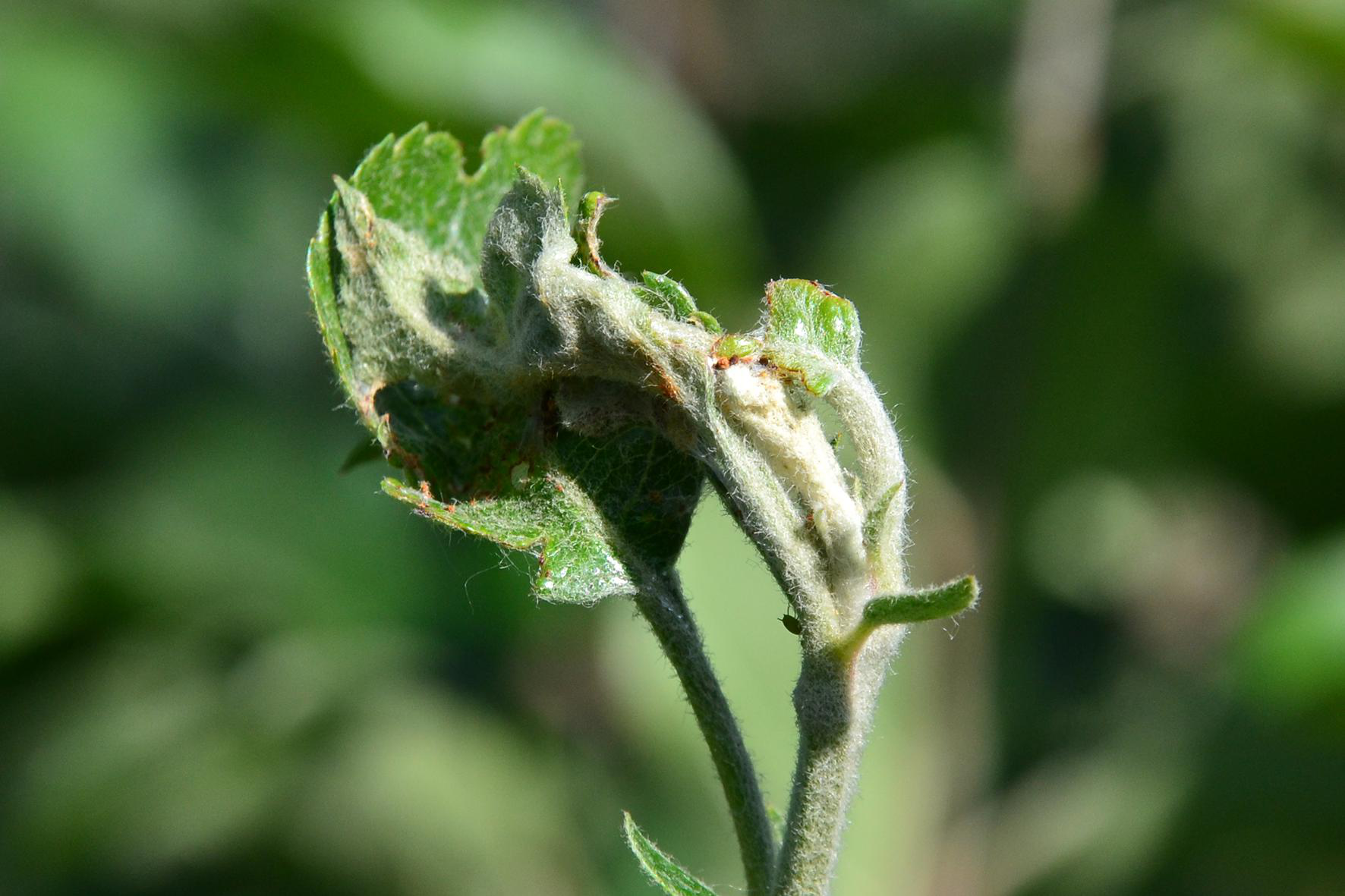 顶梢卷叶蛾,这幺蛾子咋又来危害苹果树?高温多雨也没能挡住它