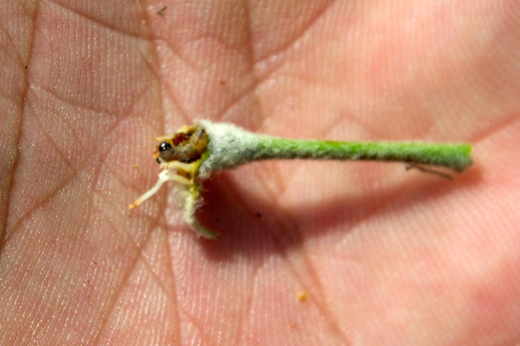 顶梢卷叶蛾,这幺蛾子咋又来危害苹果树?高温多雨也没能挡住它