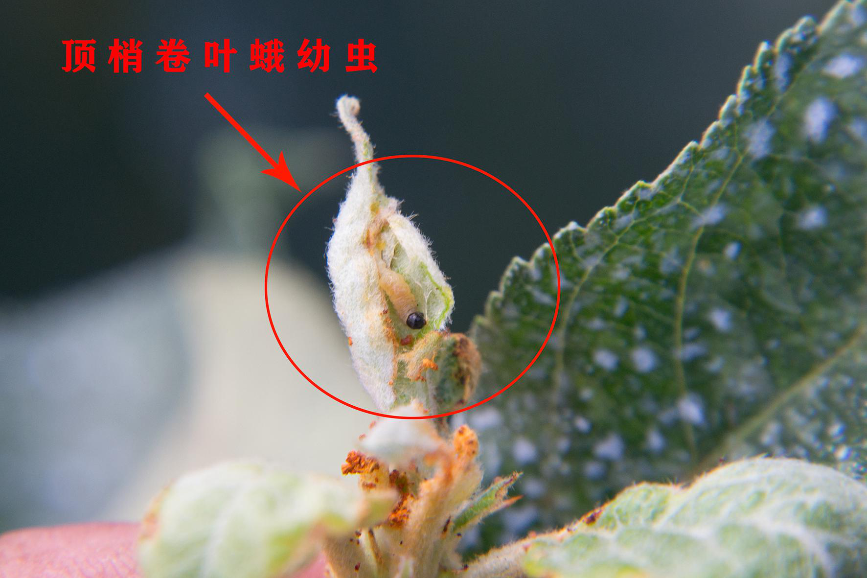 顶梢卷叶蛾这幺蛾子咋又来危害苹果树高温多雨也没能挡住它