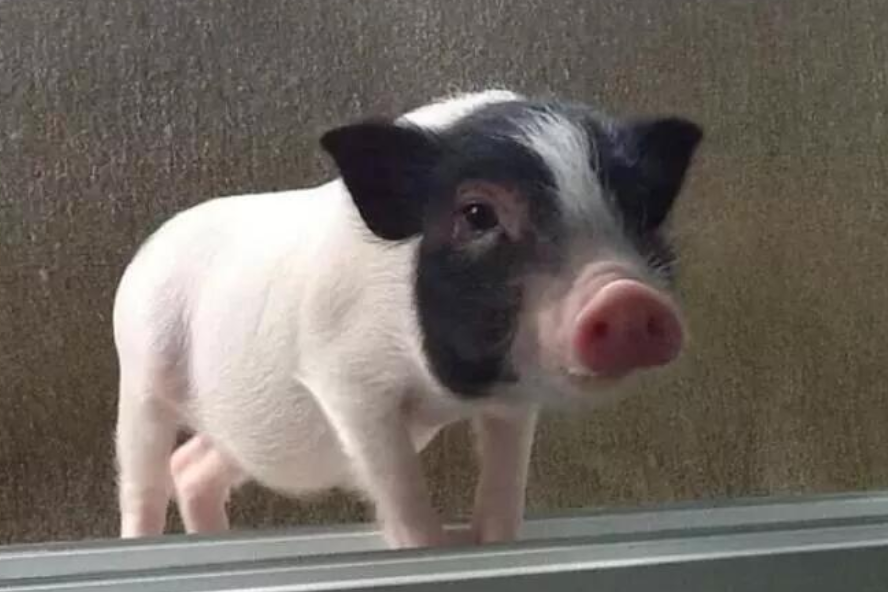 女孩开网店卖宠物猪,看到这位买家的评论,她决定把店关了!休闲区蓝鸢梦想 - Www.slyday.coM 女孩开网店卖宠物猪,看到这位买家的评论,她决定把店关了!休闲区蓝鸢梦想 - Www.slyday.coM