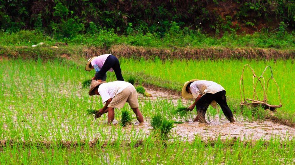 农民知道种地不赚钱,为什么不转行,还要"死守"着土地?