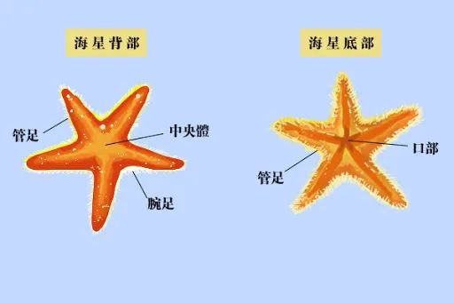 水族馆|海星|屁股_新浪新闻