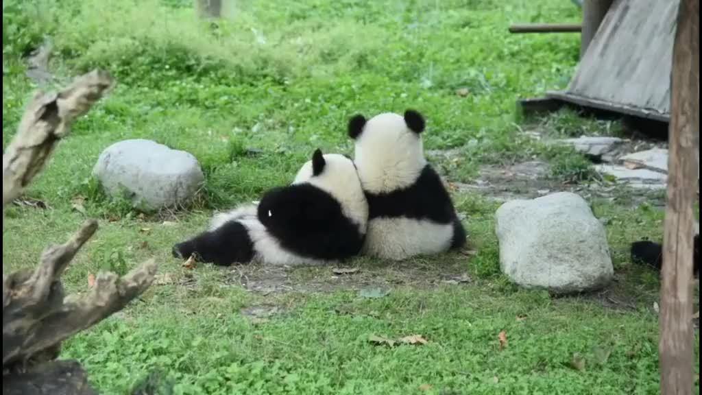 萌化了的国宝熊猫,这个背影也太治愈了吧!