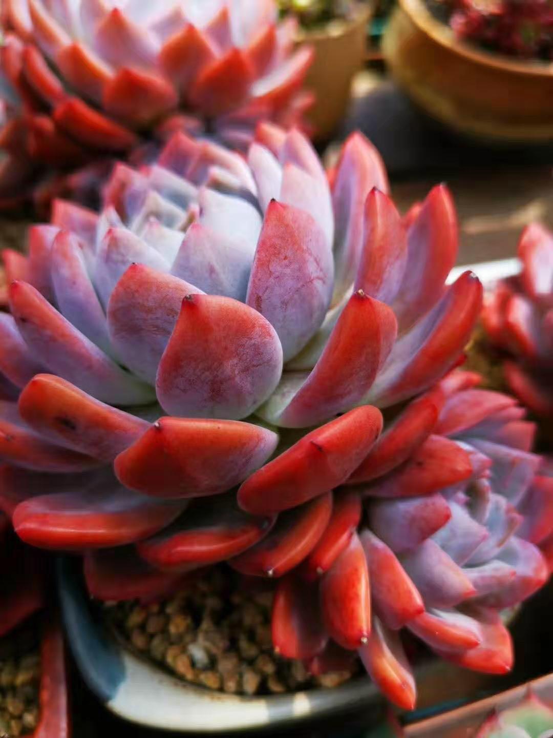 秋季最美的8种多肉植物个个娇艳肥美你都集齐了吗