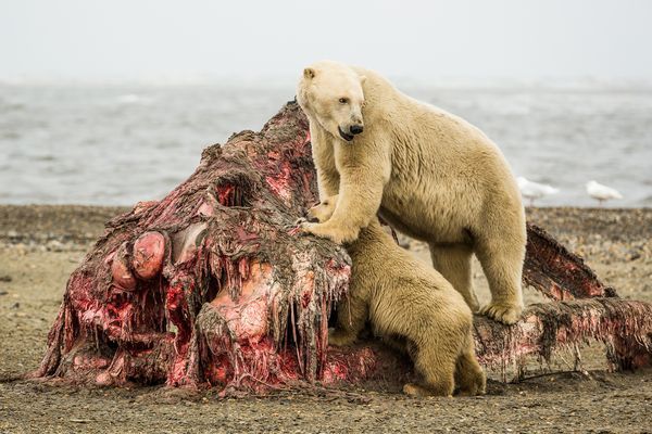 进入灭绝倒计时,80年后,最后一只北极熊将从世界上消失
