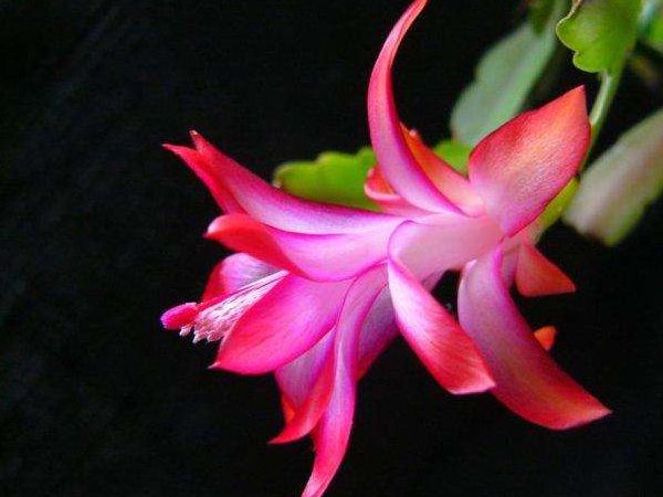 夏天气温超过30°C，4种花千万别乱浇水，浇的越多死得越快！休闲区蓝鸢梦想 - Www.slyday.coM