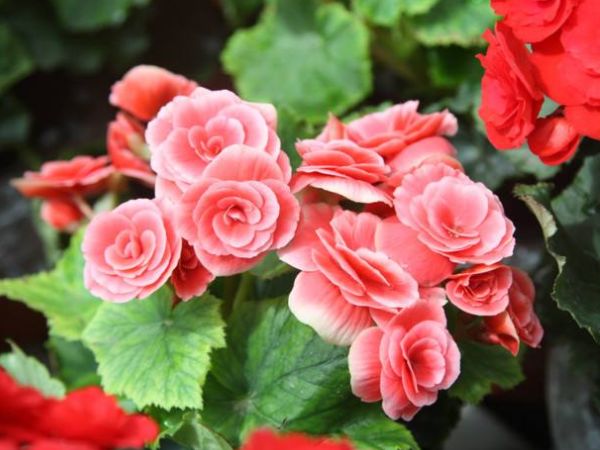 夏天气温超过30°C，4种花千万别乱浇水，浇的越多死得越快！休闲区蓝鸢梦想 - Www.slyday.coM