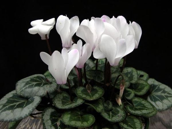 夏天气温超过30°C，4种花千万别乱浇水，浇的越多死得越快！休闲区蓝鸢梦想 - Www.slyday.coM