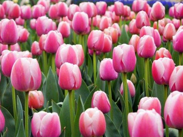 夏天气温超过30°C，4种花千万别乱浇水，浇的越多死得越快！休闲区蓝鸢梦想 - Www.slyday.coM