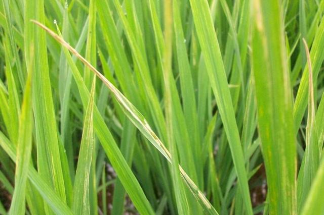 水稻卷叶螟难防治可能方法出了问题学会3点避免损失