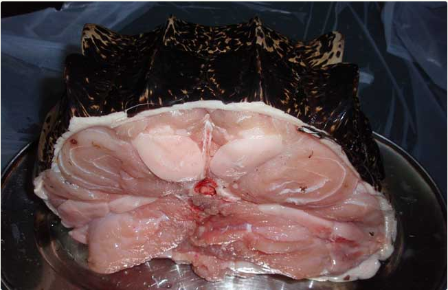 鳄鱼肉|鳄鱼|美食_新浪新闻