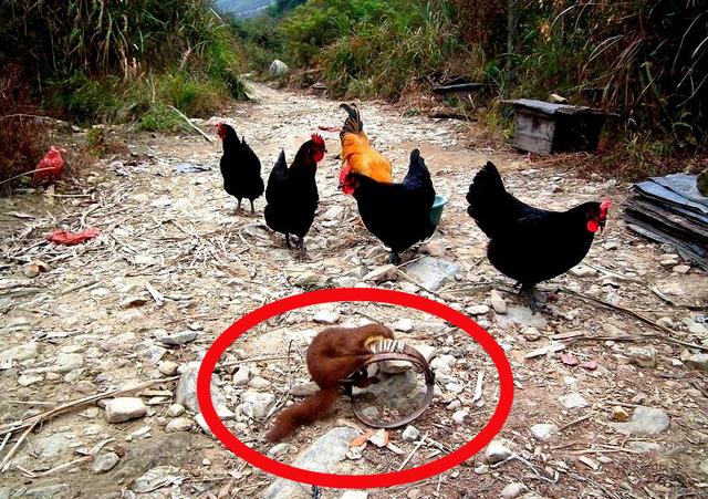 黄鼠狼偷鸡不能打是迷信不听老人言吃亏在眼前