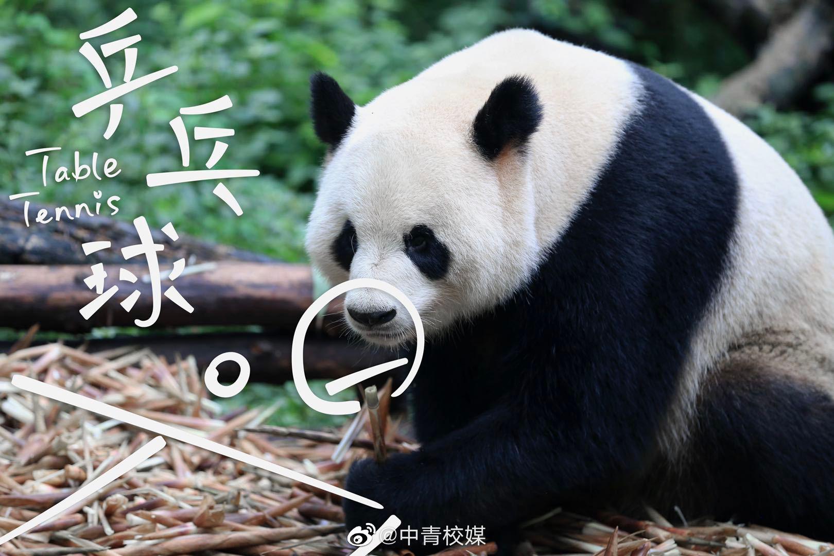 助力成都大运会熊猫也疯狂