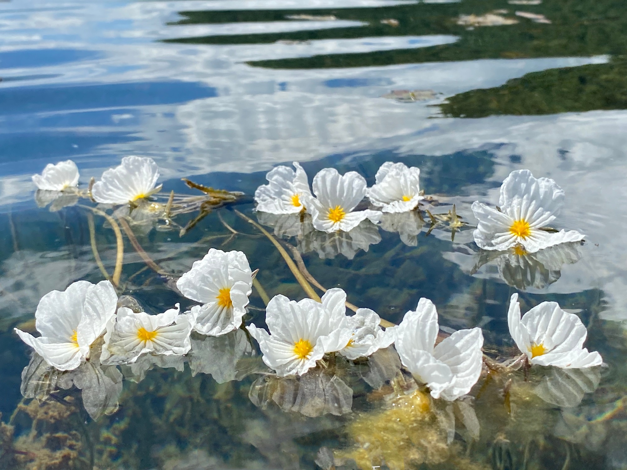 洱海又见海菜花,凌波而舞,美出画面,网友:之前去的都是假洱海