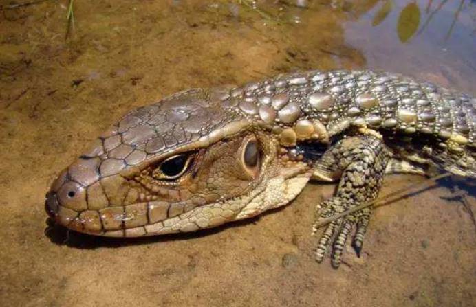 正文       此外,鳄蜥还有一个"超能力",就是它们的体温调节能力非常