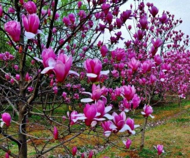 紫玉兰树能长多高?