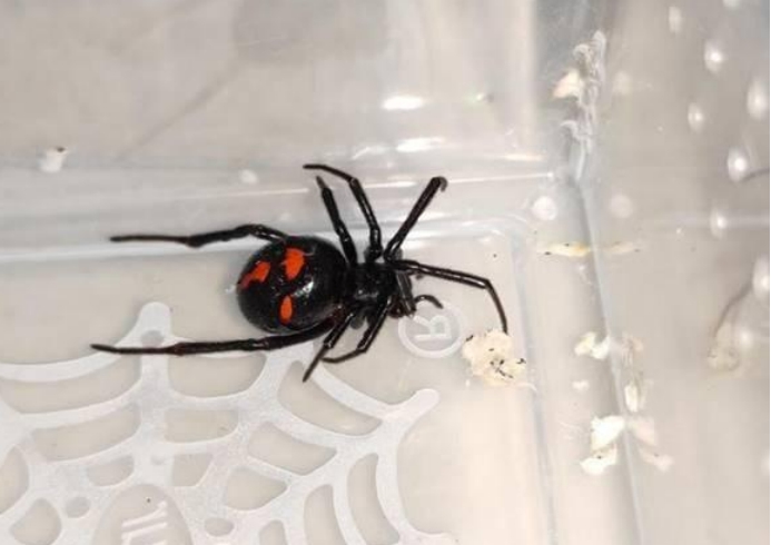 新发现的蜘蛛品种长着一张鬼脸2秒钟就能毒死敌人