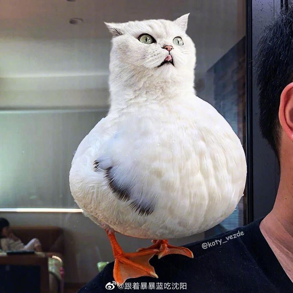 各种动物的换头大赛,齐刷刷的变猫咪 (cr:ins koty_vezde)