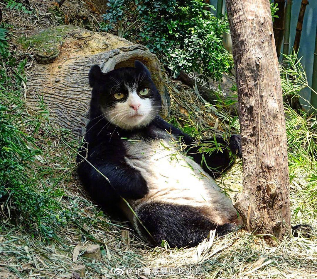 各种动物的换头大赛,齐刷刷的变猫咪 (cr:ins koty_vezde)