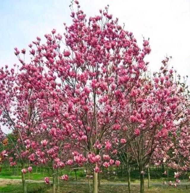 紫玉兰树能长多高?