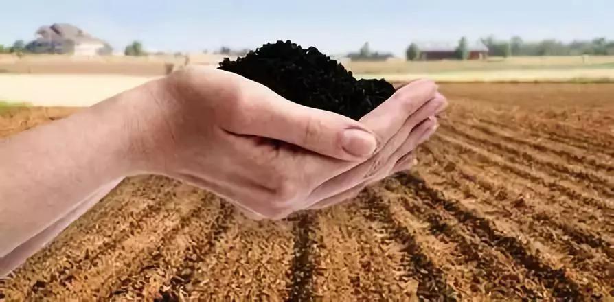 我家柑橘树老是有点黄化，抗冻能力也差，施肥的时候该选点啥能改善这情况不？