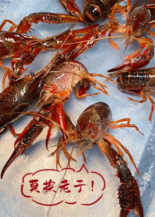 托武汉老板的福,这可能是我今年吃过最好吃的小龙虾!