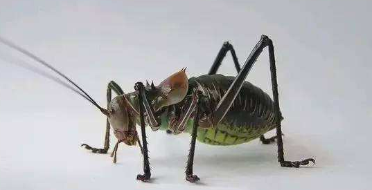 非洲最奇特的蟋蟀不仅身穿盔甲还是幼鸟的天敌