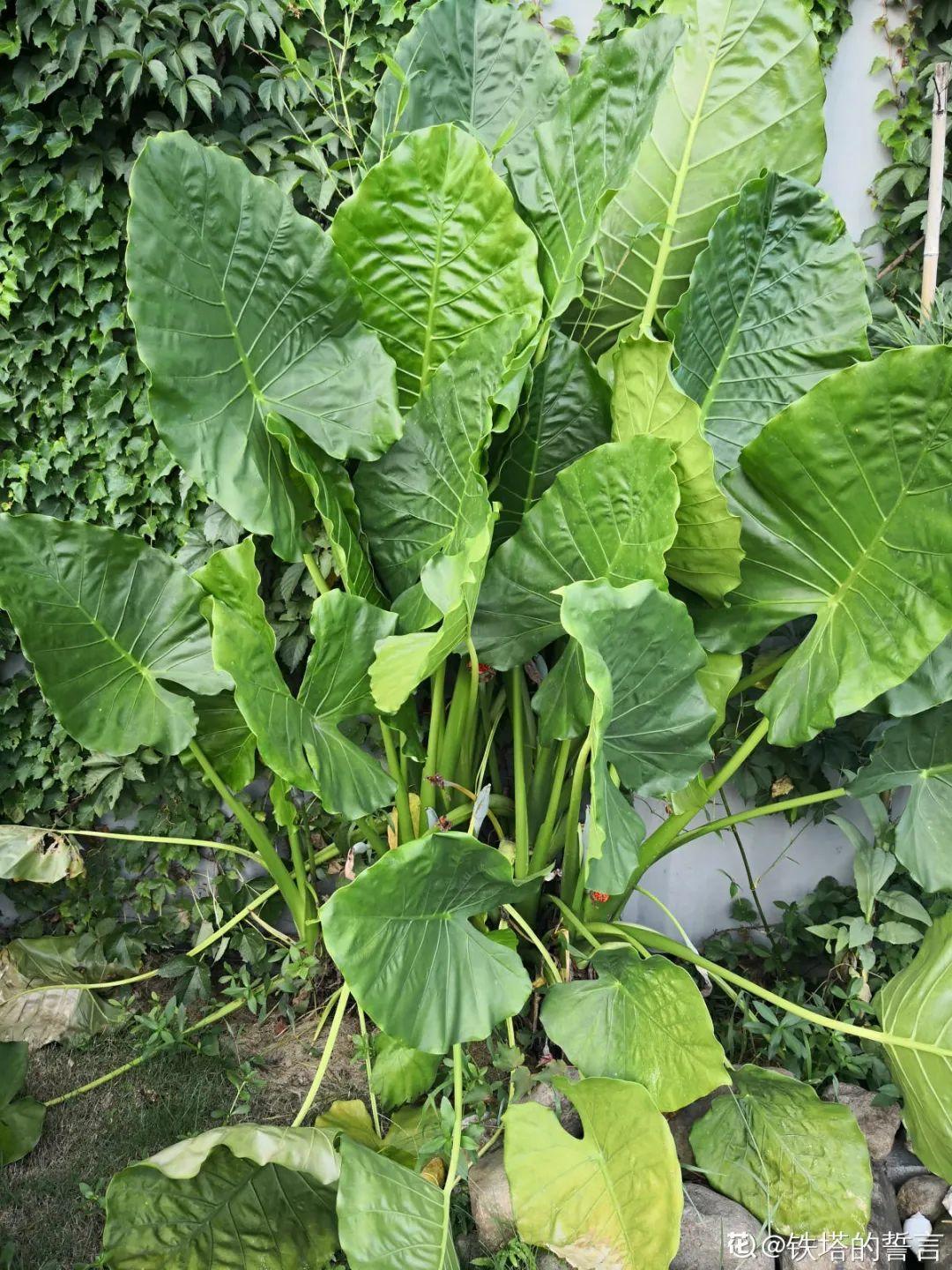 大叶蚁塔|王莲|野芋_新浪新闻