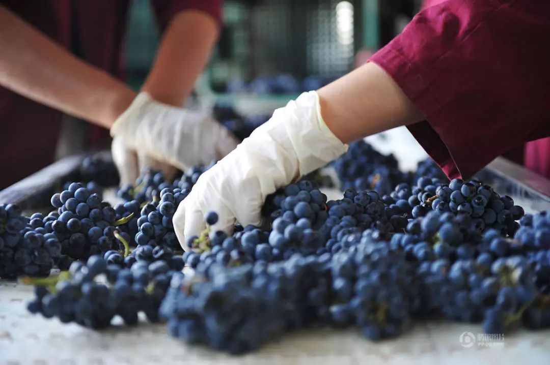 史上最全酿酒工艺详解:酒庄旅游该展示哪些步骤?