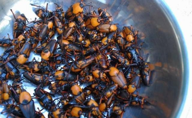 竹林里的这种虫子,小时候的美味,至今成为梦中的口水