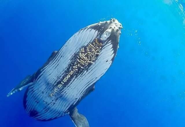 鲨鱼身上干干净净的为什么鲸鱼身上有许多藤壶