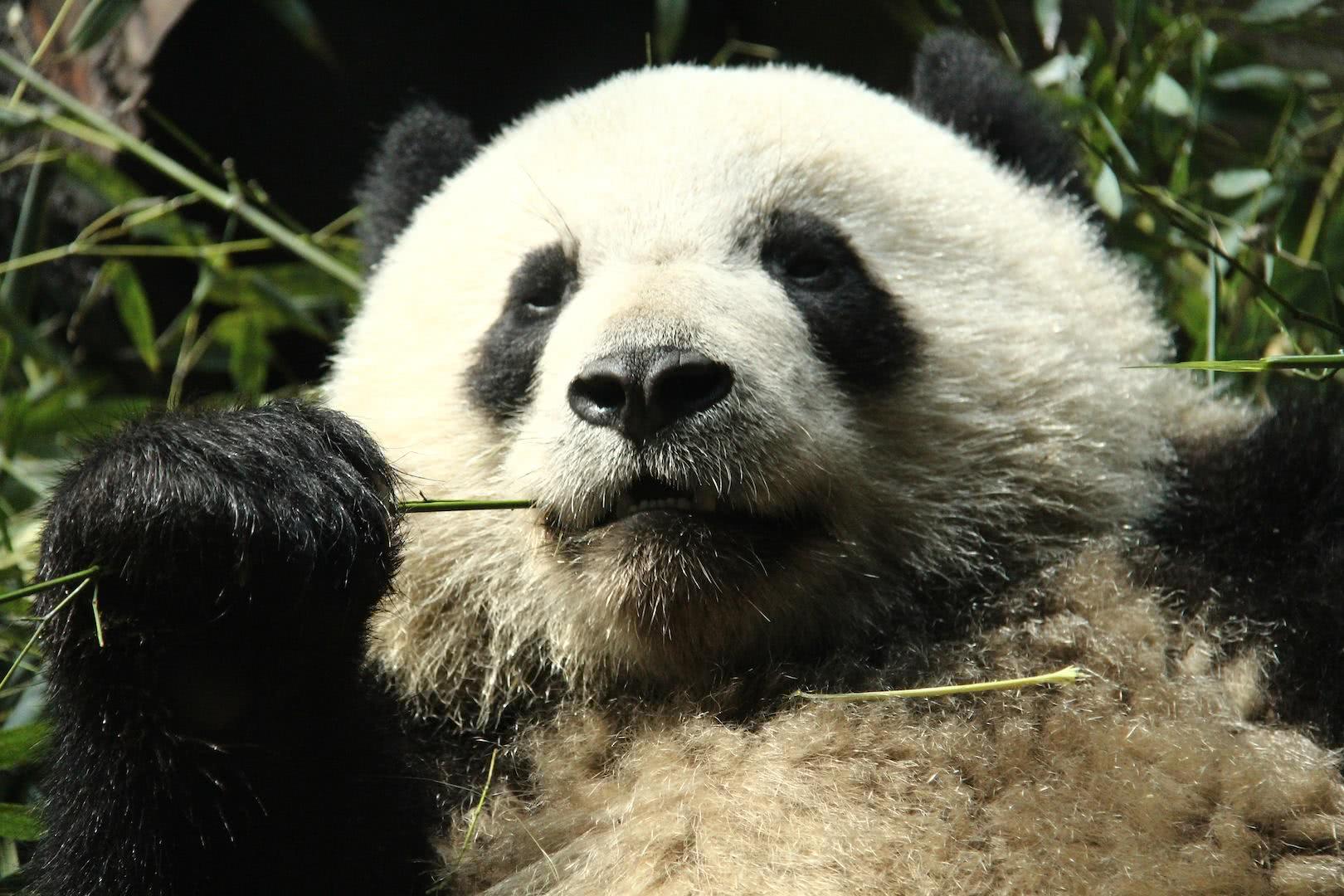 本以为熊猫吃竹子很可爱,直到饲养员喂了一个苹果后,被萌化了