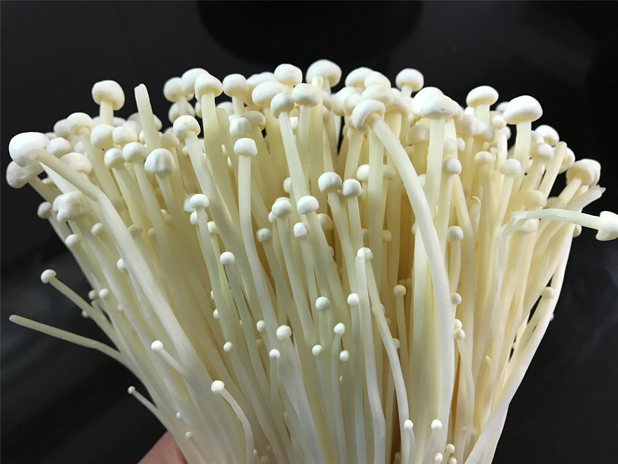 挑选金针菇有窍门,买时记住这4点,再也不怕买错,新鲜又美味