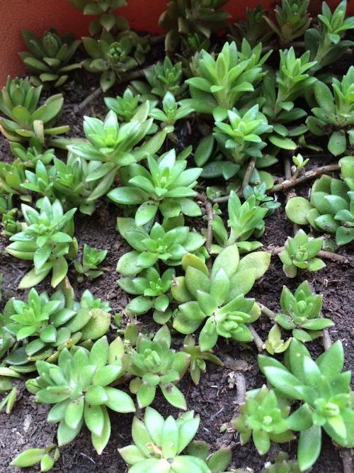 一种在河边疯狂生长的野草挖回家养在盆里却大变样长得真不赖