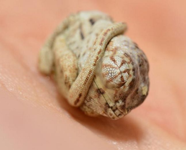 小变色龙还不知道自己已经出生,缩成一团的样子简直太萌了