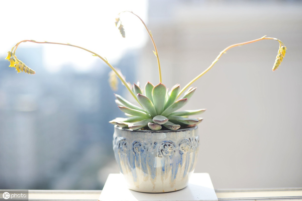 红尘如梦,面对世事,不争不抢清心寡欲的星座