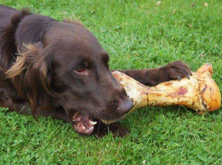 狗狗喜欢啃骨头的原因就算没肉也吃来了解一下