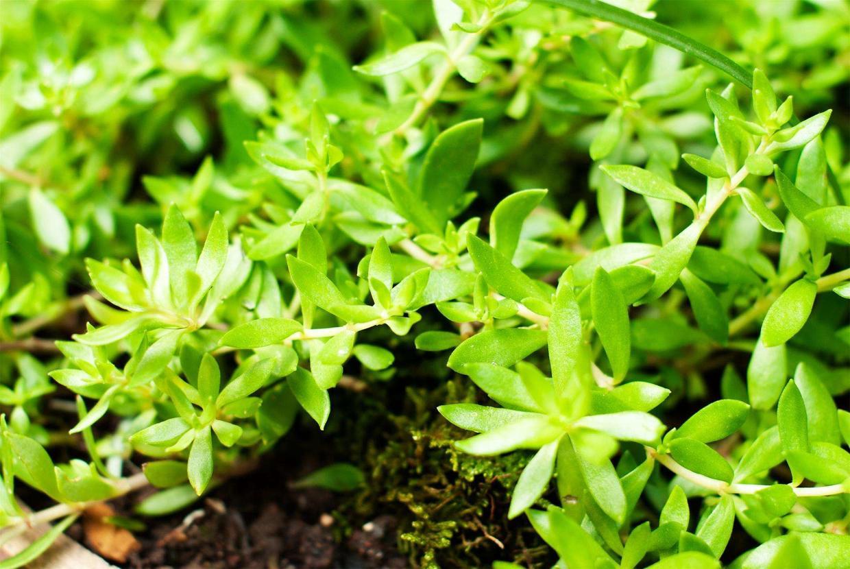 一种在河边疯狂生长的野草挖回家养在盆里却大变样长得真不赖