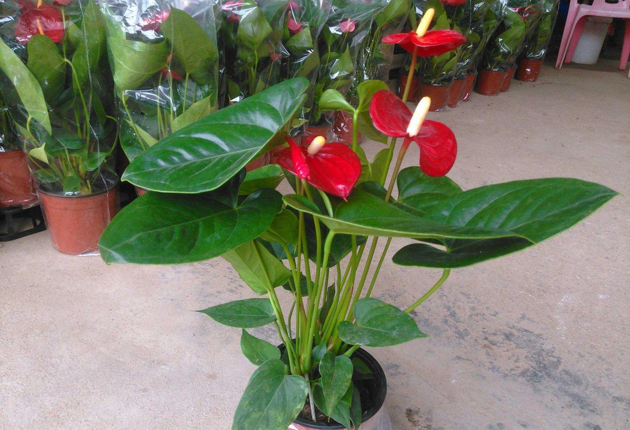 红掌最容易开花,开花后不会败,保持好几个月红艳不变色