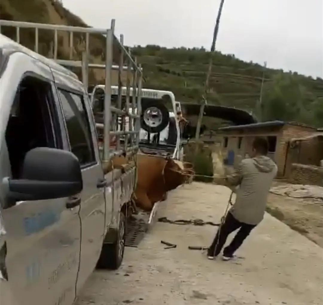 固原这头牛发起疯连自己都怕!用头撞坏汽车,宁死不从