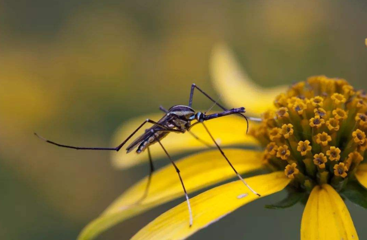美国将放7.5亿基因蚊子!科学家:巴西曾造出超级蚊子,更难杀