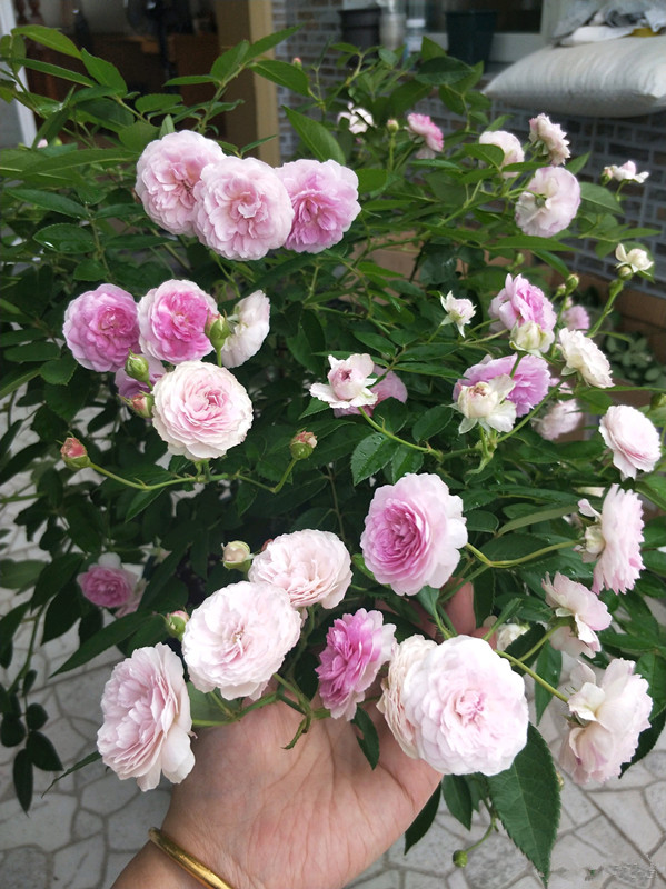 麻吉婶婶专为阳台而生的盆栽月季花朵又美又香花期几乎全年