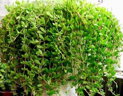 2,垂盆草麦蓝菜的生命力很旺盛,我们可以挑选几株健壮的麦蓝菜,可以