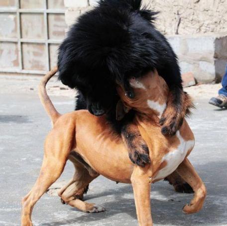 战神藏獒被比特犬扑上来咬住脖颈,痛苦嚎叫后将其扑倒最终获胜